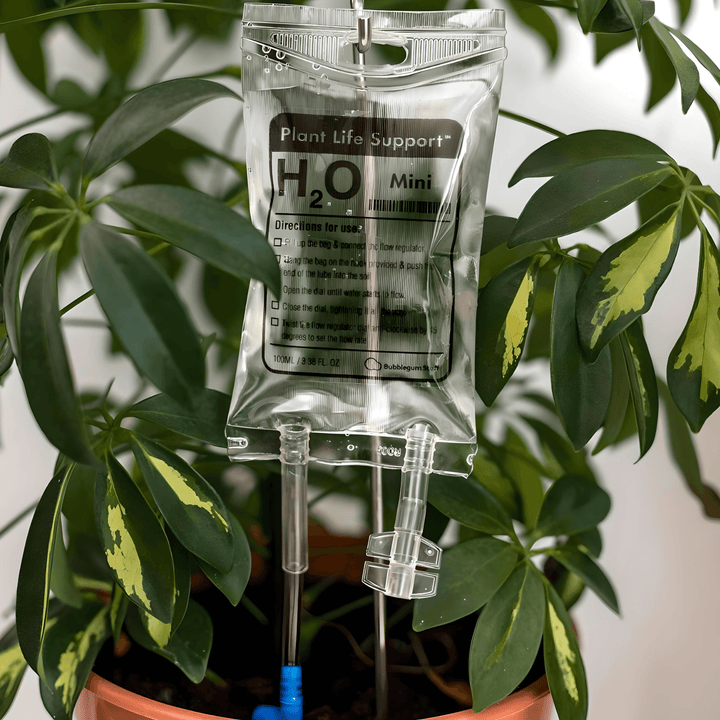 Mini Plant Life Support hanging from a peg, providing hydration to small houseplants and succulents.